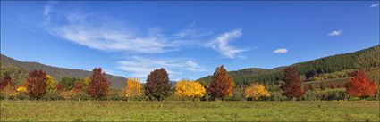 Colours of Autumn - VIC (PBH4 00 13904)